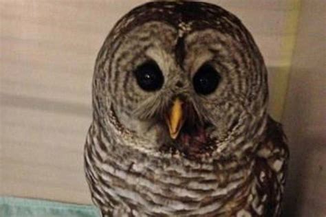 More Barred Owls Sightings In Vancouver Bad News For Rats And Mice