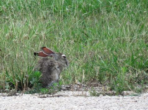 Dfw Urban Wildlife Documenting The Diversity Of Dallasfort Worth