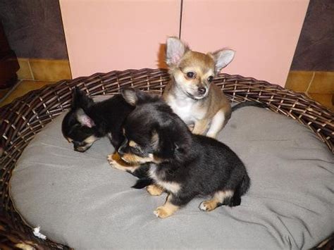 A Donner Chiots Chihuahua Pure Race Male Et Femelle Joomil Ch