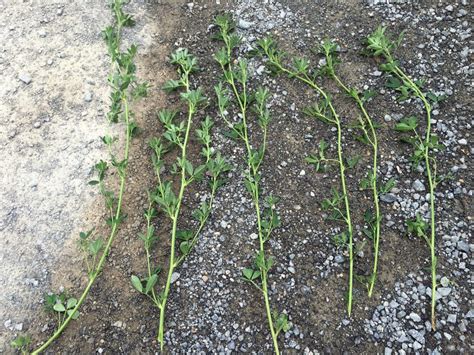 Supercharge Your Dryland Alfalfa With Eden Solutions