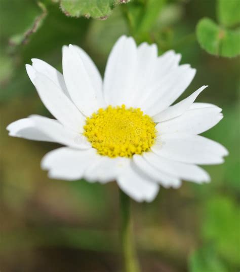 Perennis Do Bellis Da Margarida Comum No Prado Na Mola Imagem De Stock