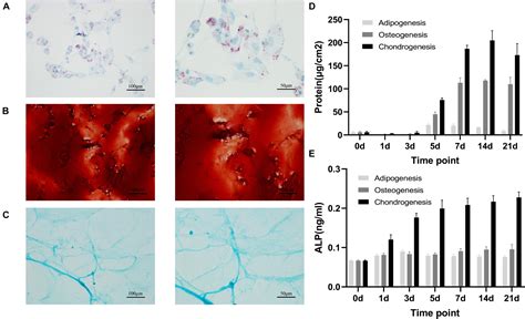 Frontiers Dynamics Of Transcription Factors In Three Early Phases Of