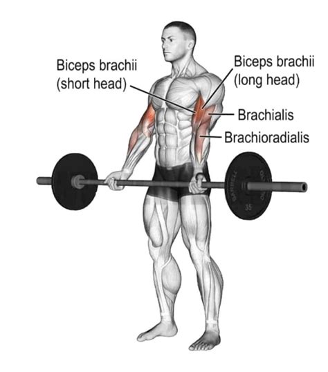 Barbell Bicep Curls Exercise Guide