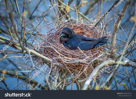 Nesting Crow Hatching Laying Sitting On Stock Photo 2003542418