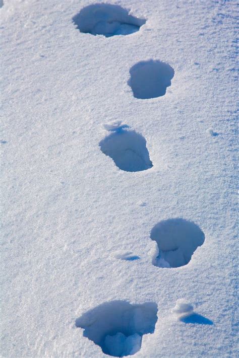 Pegadas Na Neve Foto De Stock Imagem De Marca Recurso