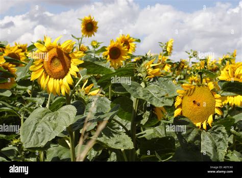 Black Sunflower field, UK Stock Photo - Alamy