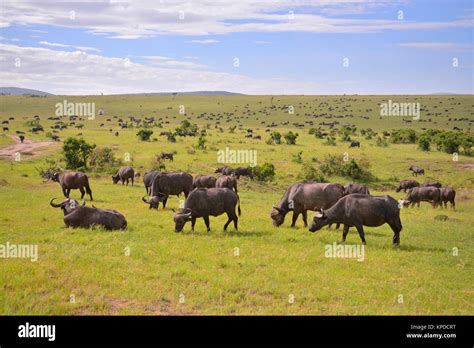 Maasai Herd Wildlife Hi Res Stock Photography And Images Alamy