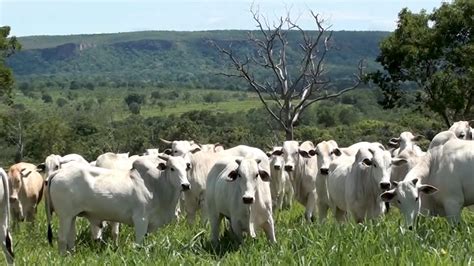 Gado Nelore Boiada Pecu Ria De Corte Cria Recria Engorda A