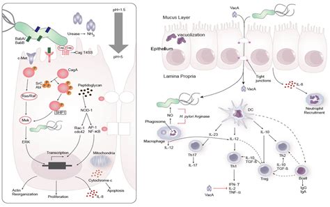 Helicobacter Pylori Infection Nutritional Immunology And Molecular