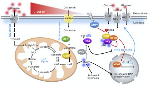 Fifty Shades of α Ketoglutarate on Cellular Programming Molecular Cell