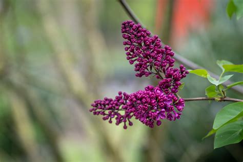 Flower, Lilac, Syringa Vulgaris Free Stock Photo - Public Domain Pictures