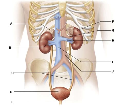 Urinary System Organs Diagram Quizlet