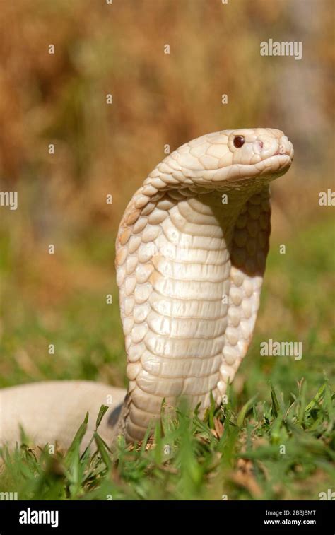 Albino Cobra