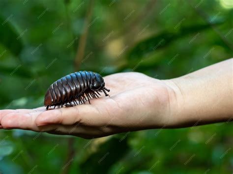 Premium Photo | Hand holding a crawling giant pill millipede scientific