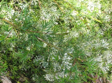Grevillea White Wings