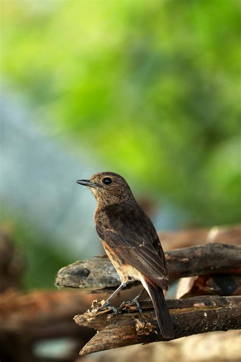 Red Cardinal Bird · Free Stock Photo