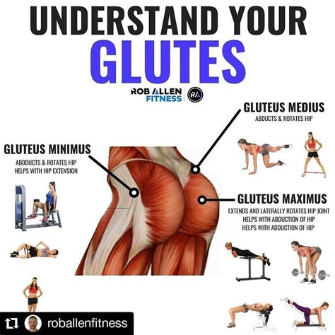 Most Effective Gluteus Maximus Exercises