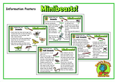 Minibeasts Posters Teaching Resources