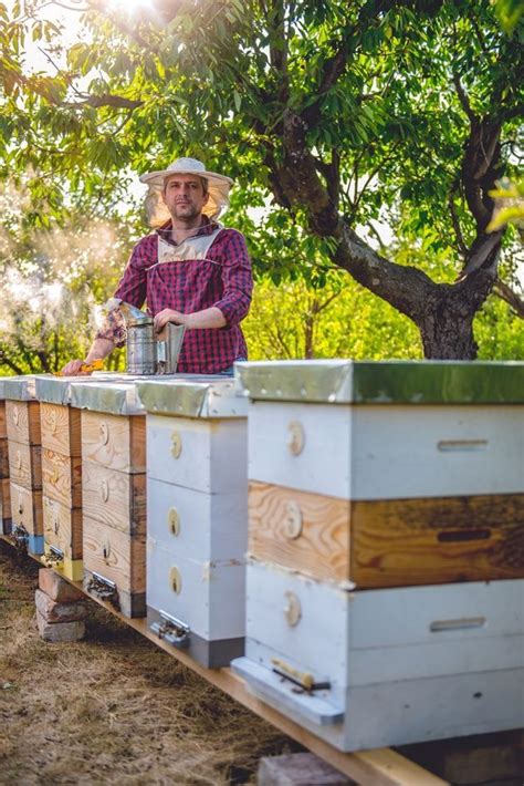 How To Beekeeping For Beginners Langstroth Vs Top Bar Hive Bee