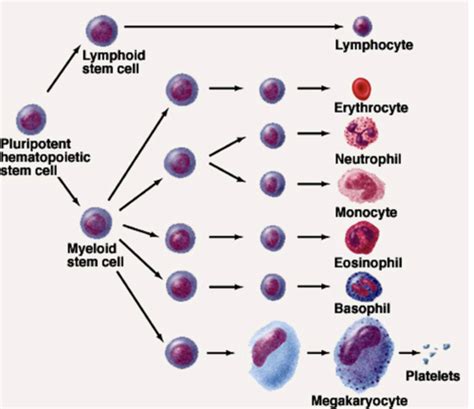 Blood Clotting Vasculature Flashcards Quizlet