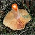 Mleczaj Rydz Lactarius Deliciosus Atlas Nagrzyby Pl