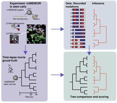 Allen Discovery Center For Lineage Tracing