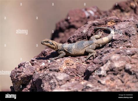 Death valley wildlife hi-res stock photography and images - Alamy