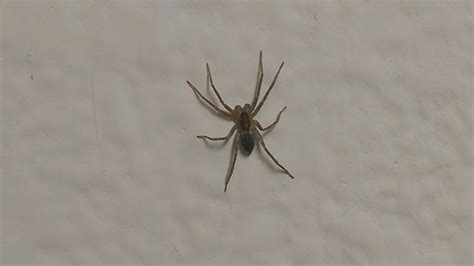 Identification please. Grand Junction Colorado USA : r/spiders