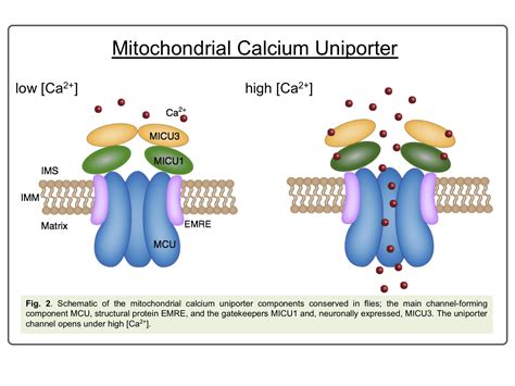 Mitochondrial Calcium In Health And Neurodegeneration Mrc