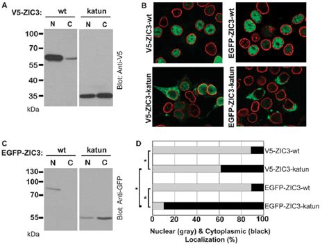 Truncated Katun Protein Diffuses Into The Nucleus A Hek T Cells