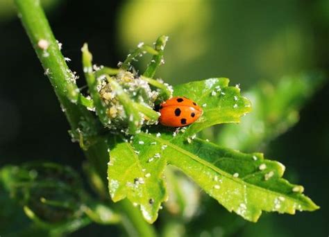 Cocciniglia cos è e come si elimina Tuttogreen