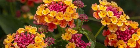 Lantana : comment l'hiverner ? Nos conseils pour le protéger du froid