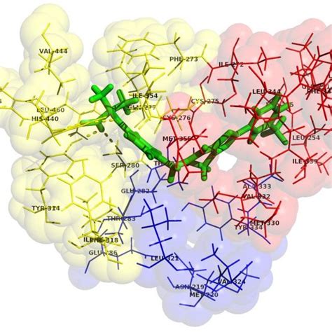 The Ligand Binding Pockets Of The Ppar α Subtypes Pdb Id1k7l 13 Download Scientific Diagram