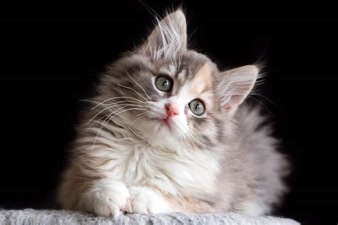 A Kitten Can Leave Its Mother By 12 Weeks Of Age Dr Cutler Explains