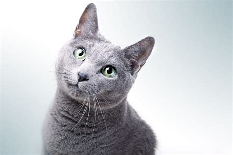 Russian Blue Kedilerinin Zellikleri