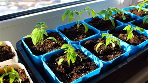 Wann Man Mit Dem Anbau Von Tomaten Im Haus Beginnen Sollte Gartnerwelt