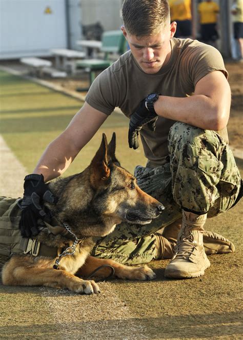 Navy Seal Dog Belgian Malinois The Ultimate Guide For Owners