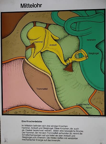 Lehrtafel Mittelohr Krankenhausmuseum Bielefeld E V Museum