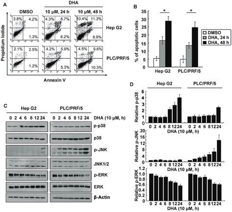 Activations Of MAP Kinases Were Involved In DHA Induced Apoptosis A