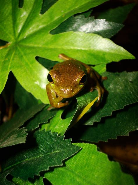 Green Tree Frog Hyla Cinerea Reptile Apartment