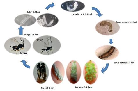 Biologi Dan Perilaku Apanteles Taragamae Viereck Hymenoptera