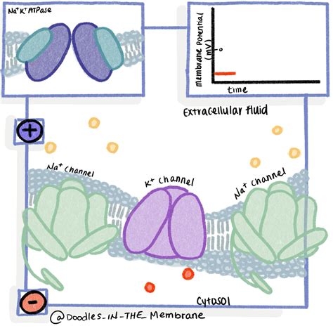 Action potential animation biochemistry doodles in the membrane – Artofit