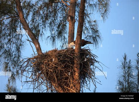 Bald Eagle Haliaeetus Leucocephalus Feeds The Eaglets In Their Nest Of