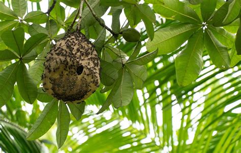 A Comprehensive Guide To Wasp Nest Removal