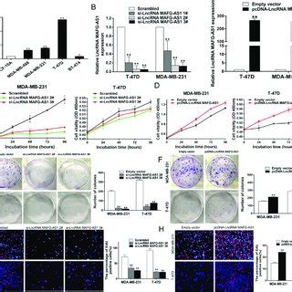 Lncrna Mafg As Promotes Bc Cell Proliferation In Vitro A Qrt Pcr