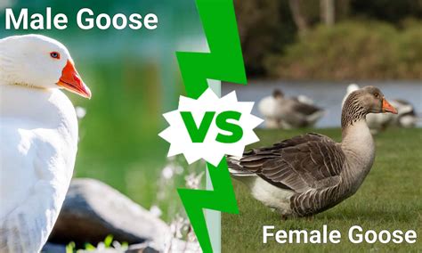 Male vs. Female Goose - A-Z Animals