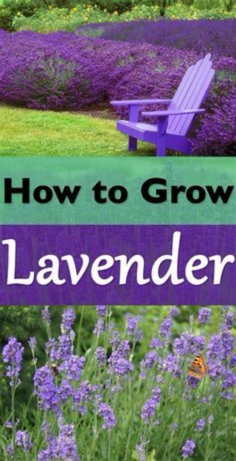 33 Diy Gardening Ideas For Fall Plants Growing Lavender Lavender Plant