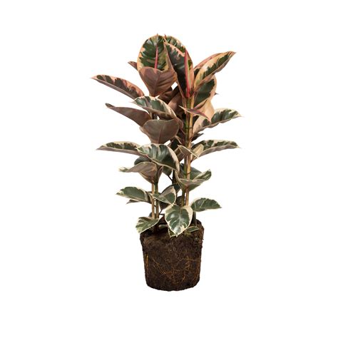 Ficus Elastica Rubber Plant Elho® Give Room To Nature