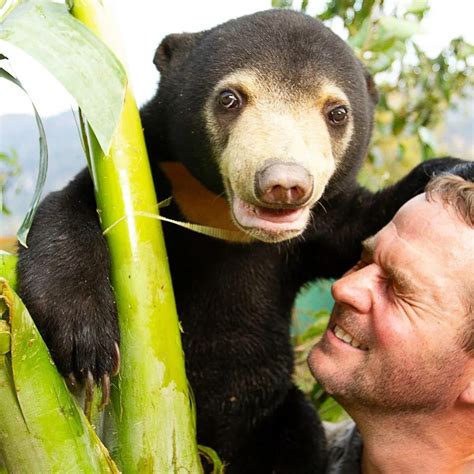 2 Under Our Noses The Sun Bear The Smallest Bear Species In The