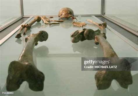 Neanderthal Skeleton Photos and Premium High Res Pictures - Getty Images